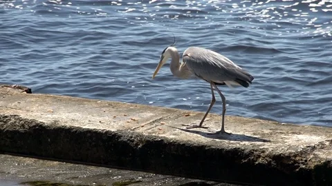 Feeding Crane Stock Footage 93099992