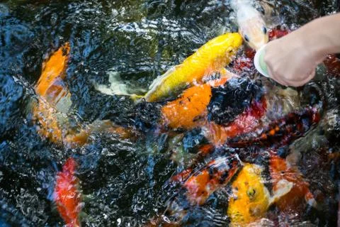 Feeding crayfish in the pond Stock Photos