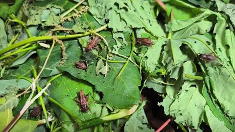 Feeding crickets 库存影片 329492471