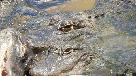 Feeding crocodiles, close up Video stock 50851602