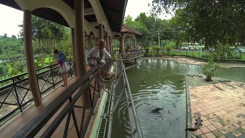 The feeding of crocodiles on the farm. Stock Footage 72126826