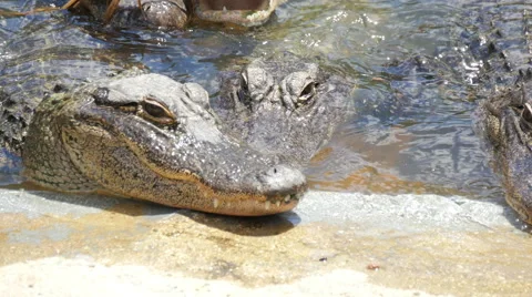 Feeding crocodiles Stock Footage 50852625