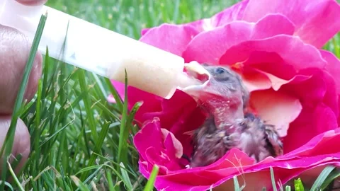 Feeding a cute goldfinch chick Stock Footage 313440345