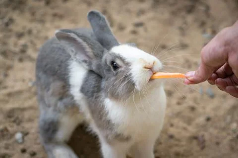 Feeding a cute rabbit Stock Photos
