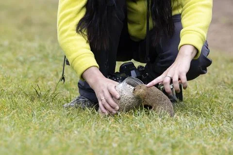 Feeding cute tiny ground squirrels Foto stock