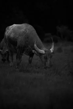 Feeding dark buffalo  Stock Photos
