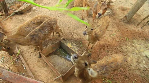 Feeding the deer Video stock 39171252