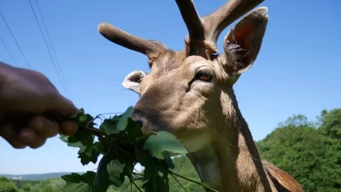 Feeding deer Stock Footage 77572533