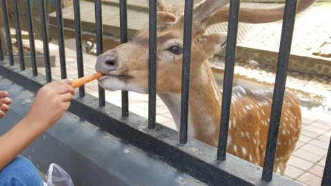 Feeding The Deer Stock-Footage 108991083