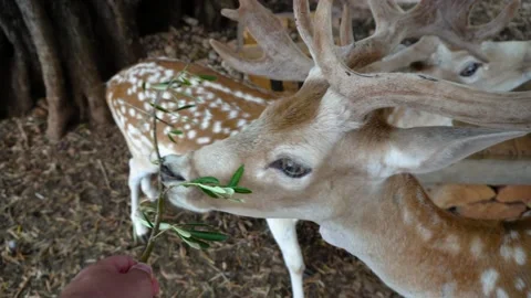 Feeding deer with olive tree branch in the mouth Stock Footage 148507072