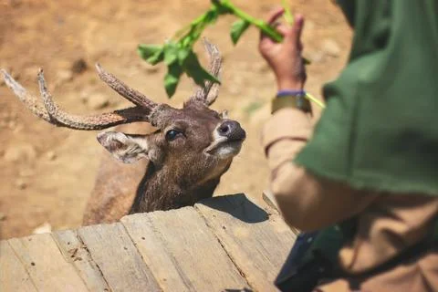 Feeding a deer Stock Photos