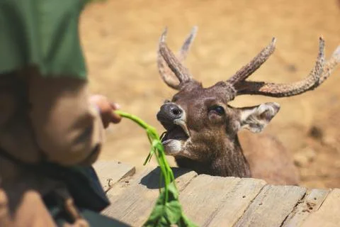 Feeding a deer Stock Photos
