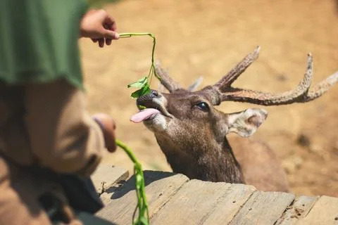 Feeding a deer Stock Photos