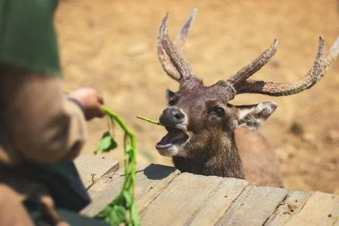 Feeding a deer Stock Photos