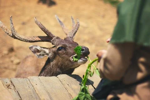 Feeding a deer Stock Photos