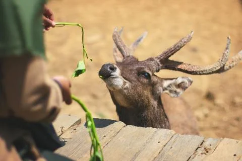 Feeding a deer Stock Photos