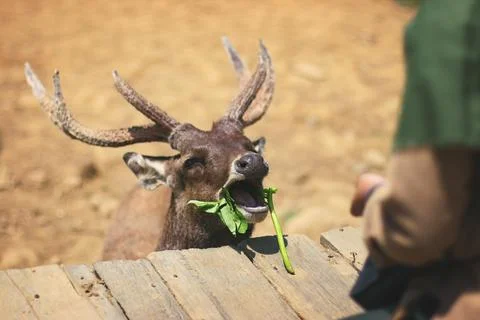 Feeding a deer Stock Photos