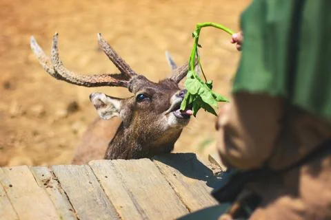 Feeding a deer Stock Photos