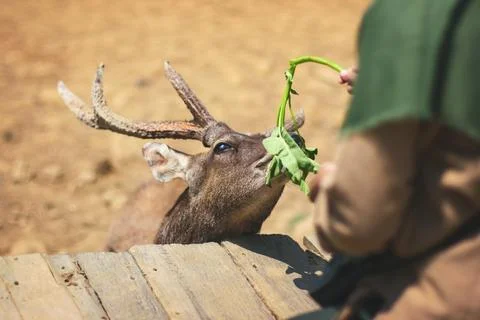 Feeding a deer Stock Photos