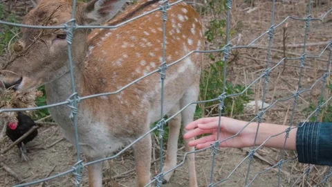 Feeding a deer through a fence Stock Footage 288013382