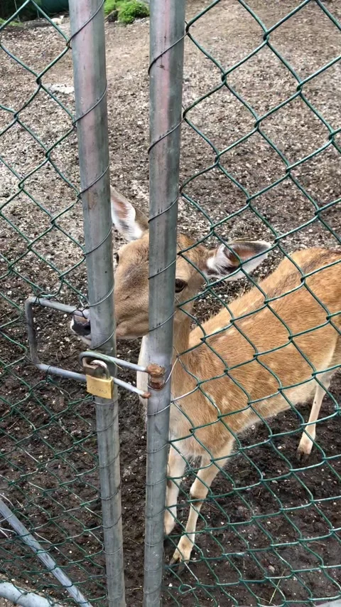 Feeding doe Stock Footage 191954285