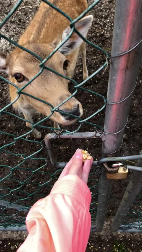 Feeding doe Stock Footage 191954549