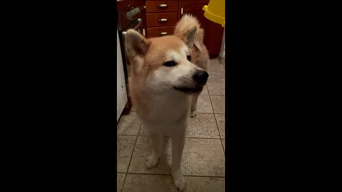 Feeding The Dog Stock Footage 296187350