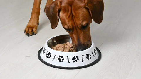 Feeding dog. Rhodesian ridgeback dog eating wet dog food from bowl. Stock Footage