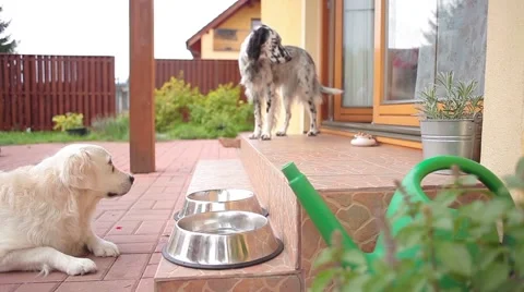 Feeding dogs Stock Footage 42003361