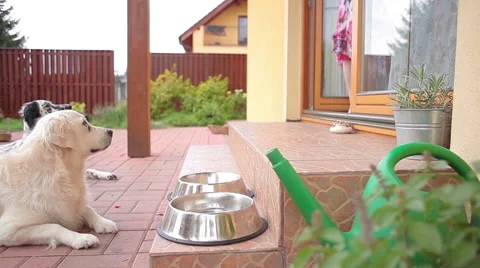 Feeding dogs Stock Footage 42003378