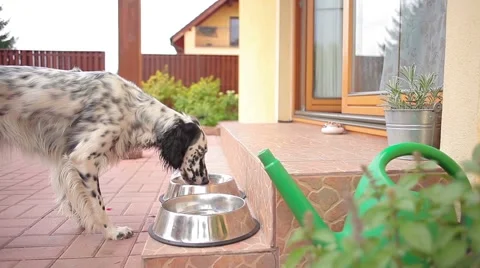 Feeding dogs Stock-Footage 42004481