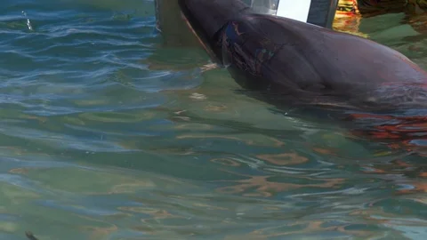 Feeding a dolphin in close up Video stock 89183727