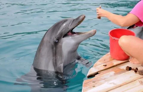 Feeding dolphins Stock Photos