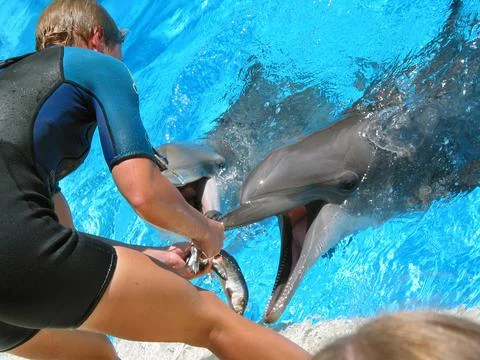 Feeding Dolphins Stock Photos