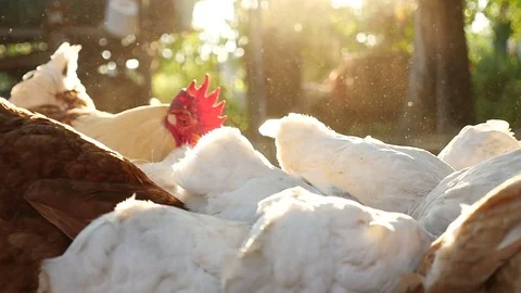 Feeding of domestic chickens at a farm Stock Footage 71041853