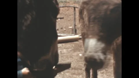 Feeding a Donkey 1941 Stock Footage 242878284