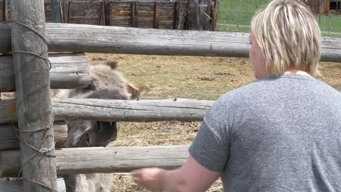 Feeding donkey. 動画素材 75706441