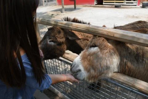 Feeding donkeys with hands. Stock Photos