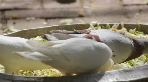 Feeding doves Stock-Footage 45736911