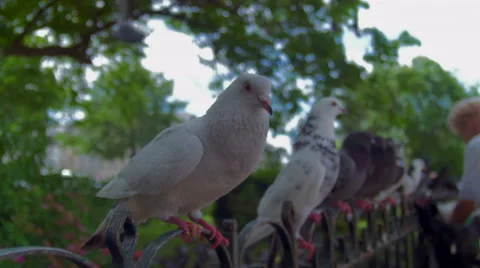 Feeding doves, paris Stock Footage 41468947