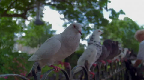 Feeding doves, paris Video stock 41469404
