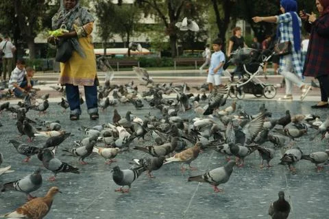 Feeding doves Stock Photos