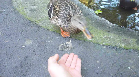 Feeding a Duck 1 Stock Footage 32242348