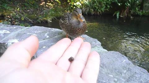 Feeding a Duck 2 Stock Footage 32242386