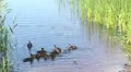 Feeding of duck family HD Footage