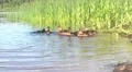 Feeding of duck family HD Footage