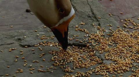 Feeding duck in slow motion Stock Footage 35733347