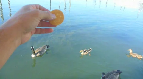 Feeding the Ducks 1 Stock Footage 829540