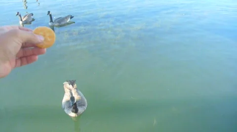 Feeding the Ducks 2 Stock Footage 829542