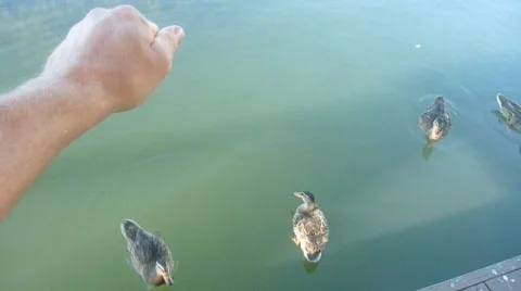 Feeding the Ducks 3 Stock Footage 829544